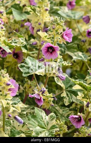 Tree mallow (Lavatera arborea 'Variegata') Banque D'Images