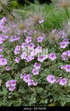 Le projet de loi du Heron (erodium) et l'anémone pulsatille (pulsatilla) Banque D'Images