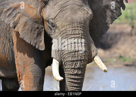 Le Masai Mara Elephant Banque D'Images