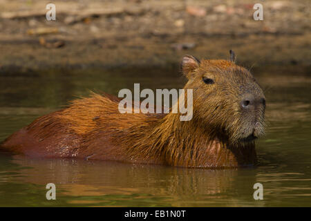 Capybara (Hydrochoerus hydrochaeris) des profils dans l'eau Banque D'Images