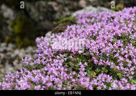 Le rampage le thym (Thymus praecox subsp. britannicus syn. Thymus arcticus) Banque D'Images