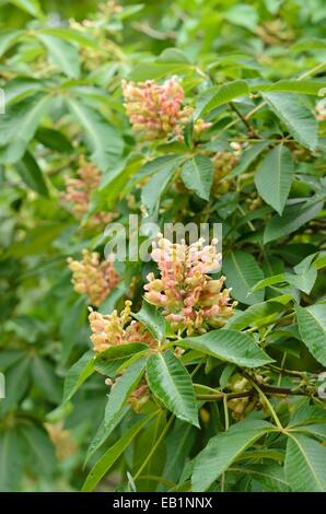 Couple x mutabilis) Banque D'Images