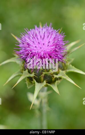 Le Chardon béni (silybium marianum) Banque D'Images