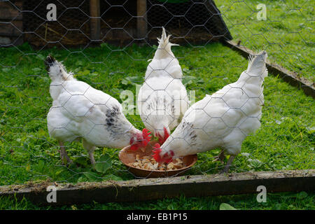 Light Sussex poulets, poules, en se nourrissant de déchets ménagers à l'intérieur d'une unité de pliage mobile, Pays de Galles, Royaume-Uni Banque D'Images