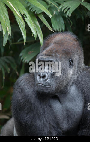 Portrait d'un gorille de l'ouest (Gorilla gorilla). Banque D'Images