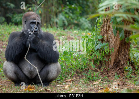 Gorille de l'ouest (Gorilla gorilla) tenant une branche d'arbre. Reynold © Sumayku Banque D'Images