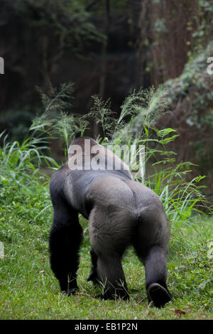 Gorille de l'ouest (Gorilla gorilla). Banque D'Images