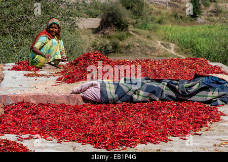 Une femme trie pour le séchage des piments, Rajasthan, Inde Banque D'Images