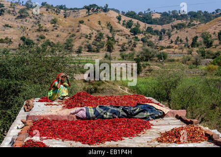 Une femme trie pour le séchage des piments, Rajasthan, Inde Banque D'Images