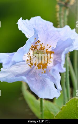 Le pavot bleu de l'himalaya (Meconopsis betonicifolia) Banque D'Images