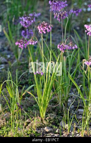 Un signe de l'oignon (Allium cernuum) Banque D'Images