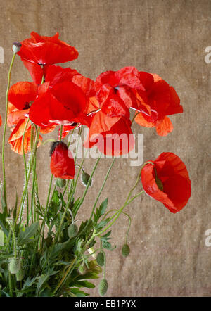 Coquelicots dans le vase contre dark grunge background Banque D'Images