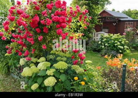 Roses (rosa), hortensias (hydrangea) et d'hémérocalles (Hemerocallis) dans un jardin d'attribution Banque D'Images