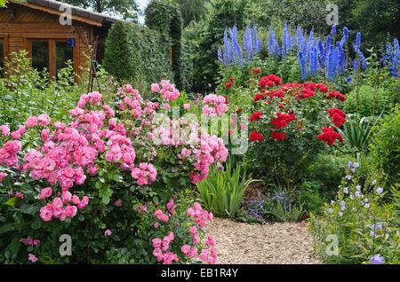 Roses (rosa) et larkspurs (delphinium) dans un jardin de vivaces. design : Marianne et detlef lüdke Banque D'Images