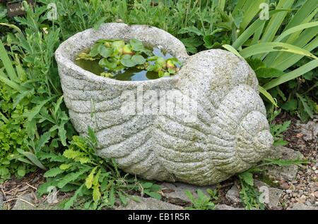 Jacinthe d'eau (Eichhornia crassipes) dans un escargot en pierre Banque D'Images
