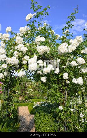 La ligne rose (Rosa snow princess) Banque D'Images