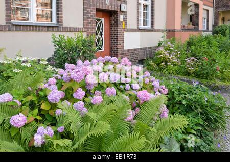 L'hydrangea (hortensia) dans le jardin de devant d'un immeuble à appartements Banque D'Images