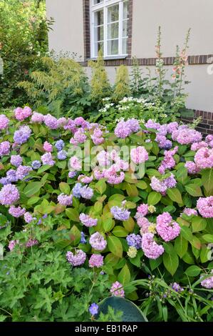 L'hydrangea (hortensia) dans le jardin de devant d'un immeuble à appartements Banque D'Images