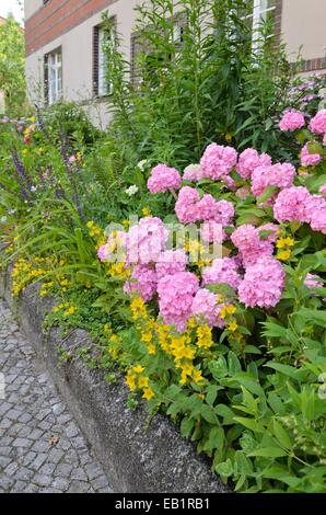 L'hydrangea (hortensia) et pointillés salicaire (Lysimachia punctata) dans le jardin de devant d'un immeuble à appartements Banque D'Images