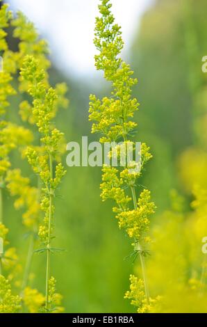 Lady's le gaillet (Galium verum) Banque D'Images