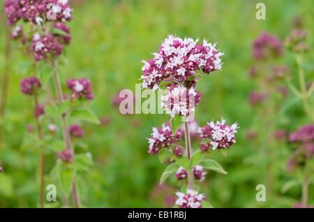 La marjolaine (Origanum majorana) Banque D'Images