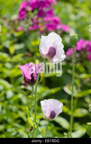 Du pavot à opium (Papaver somniferum) Banque D'Images