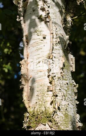 Le bouleau à papier (Betula papyrifera) Banque D'Images