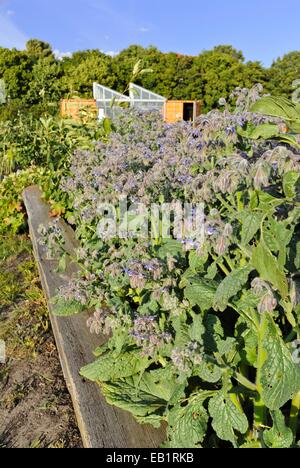 La bourrache (Borago officinalis) Banque D'Images