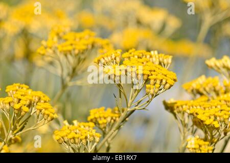 Helichrysum italicum (plante curry) Banque D'Images