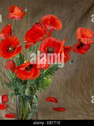 Coquelicots dans le vase contre dark grunge background Banque D'Images