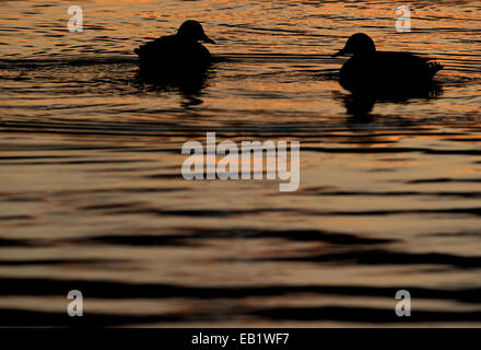 Potsdam, Allemagne. 24 Nov, 2014. Deux canards à la lumière du soleil couchant sur le Tiefer Voir à Potsdam, Allemagne, 24 novembre 2014. Photo : RALF HIRSCHBERGER/dpa/Alamy Live News Banque D'Images