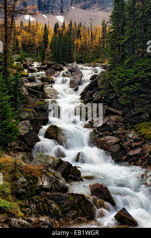 Rushing Stream s'écoule du Plateau Opabin in British Columbia's Rocheuses canadiennes et le parc national Yoho.