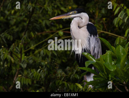 Le Héron Cocoi (Ardea cocoi) Banque D'Images