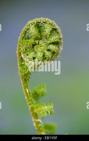 De frondes de fougères en cours de déploiement. Pteridium aquilinum Banque D'Images