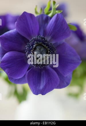 Anémone coronaria violet foncé en blanc Bouteille sur table en bois clair en détresse Banque D'Images
