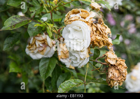 Belles roses blanches fanées à la fin de l'été Banque D'Images