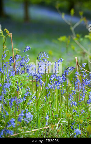 Bluebells (Hycinthoides non-scripta) en pleine floraison dans un bois, Cumbria, Royaume-Uni Banque D'Images