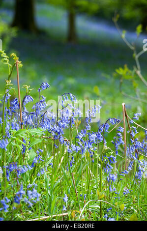 Bluebells (Hycinthoides non-scripta) en pleine floraison dans un bois, Cumbria, Royaume-Uni Banque D'Images