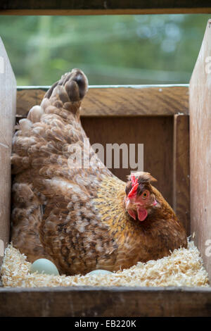 Brown free range leurs œufs de poule. Banque D'Images