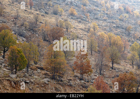 Quercus et Acer en montagne. Hauteurs du Golan. Israël. La Syrie. Asie Banque D'Images
