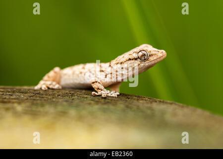 Portrait d'un petit gecko Banque D'Images