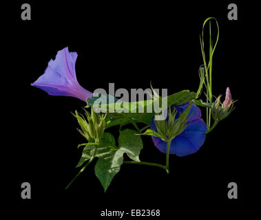Morning Glory Ipomea bourgeon et fleur pourpre isolated on black Banque D'Images