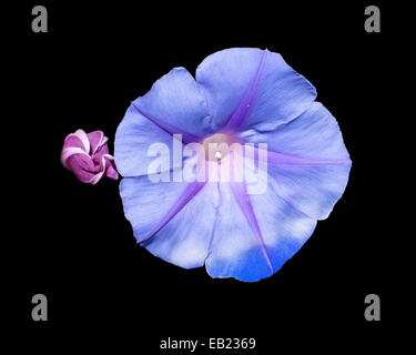 Morning Glory Ipomea bourgeon et fleur pourpre isolated on black Banque D'Images