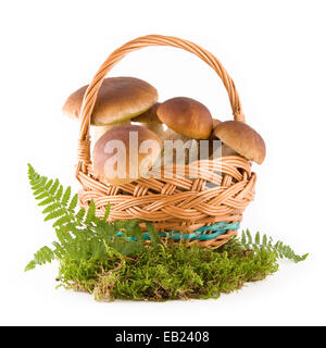 Des champignons frais dans un panier en osier sur mousse verte isolated on white Banque D'Images