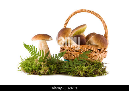 Cèpes frais dans panier sur mousse verte isolée Banque D'Images