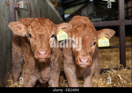 Paire de jour veaux Limousin, né dans le cadre d'un programme de transplantation d'embryons pour améliorer la génétique. UK Banque D'Images