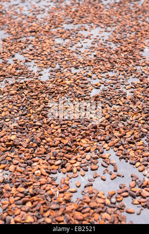 Les fèves de cacao séchage sous soleil sur le tapis du plancher. Selective focus, faible profondeur de champ. Banque D'Images