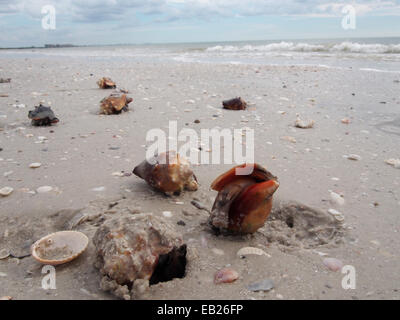 Combats vivent Conch ramper le long de la plage au parc d'état de Lovers Key, Ft. Myers, Floride, USA, le 6 octobre 2014, © Katharine et Banque D'Images