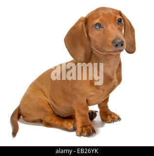 teckel Banque D'Images