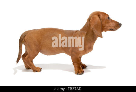 teckel Banque D'Images